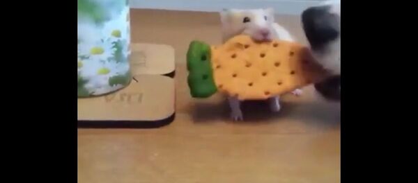 A dog steals a hamster's cookie A dog steals a hamster's cookie - Sputnik International