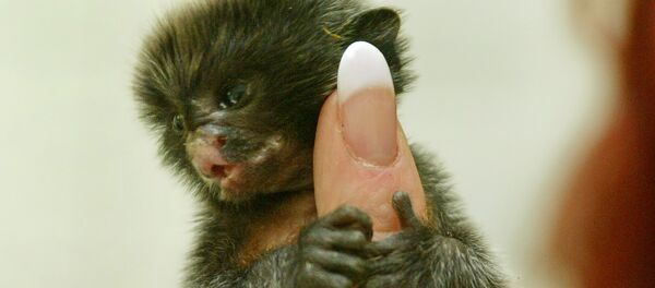 A ten-day old marmoset clutches the finger of zoo keeper Manuela Werner in the zoo in Wittenberg, eastern Germany, on Friday, April 23, 2004. A ten-day old marmoset clutches the finger of zoo keeper Manuela Werner in the zoo in Wittenberg, eastern Germany, on Friday, April 23, 2004. - Sputnik International