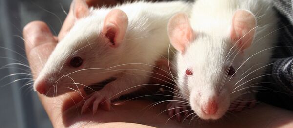 Rats - Sputnik International