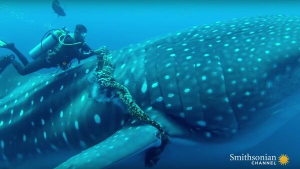 A Whale Shark Cooperates with the Diver Saving Him - Sputnik International