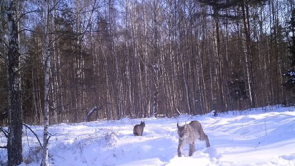 Lynx day in chernobyl's forest - Sputnik International