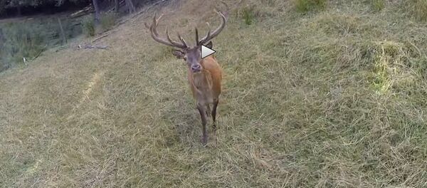 Stag not afraid of drone Stag not afraid of drone - Sputnik International