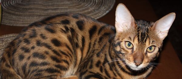 Bengali cat - Sputnik International