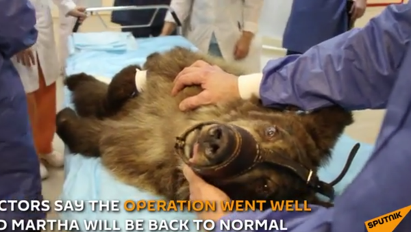 Unique Eye Surgery for Bear in Russian Hospital - Sputnik International