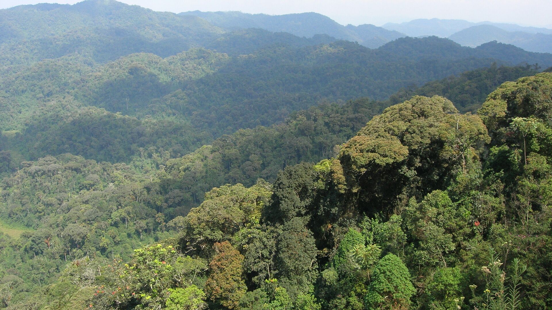 Are Tropical Forests Getting Too Hot?