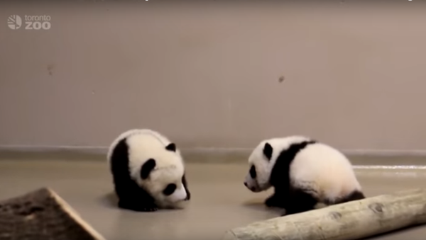 Tiny panda cubs make their first steps - Sputnik International