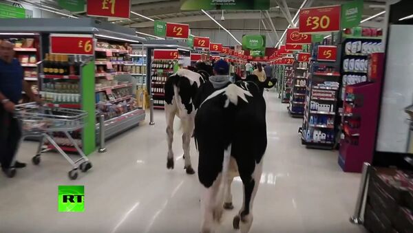 British farmers bring the cows to a supermarket in a show of protest against anti-Russian sanctions - Sputnik International