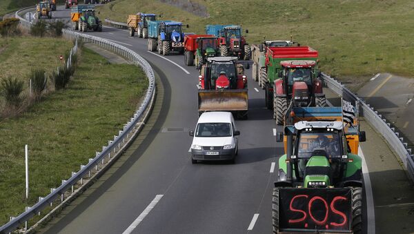 French livestock farmers arrive by tractor in Rennes, France, to protest falling prices February 17, 2016 - Sputnik International