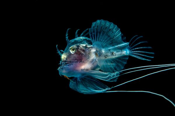 Aquatic Fantastic: 2016 Underwater Photographer of the Year Highlights - Sputnik International