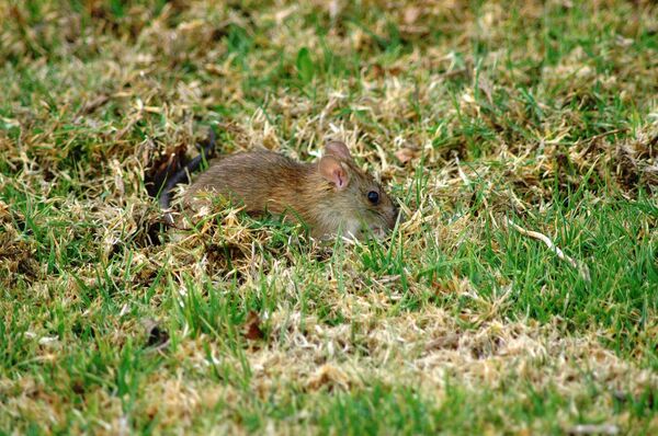 So-called “field mice” have very few natural predators in Australia, which allows them to run free and unscathed and breed uncontrollably. - Sputnik International