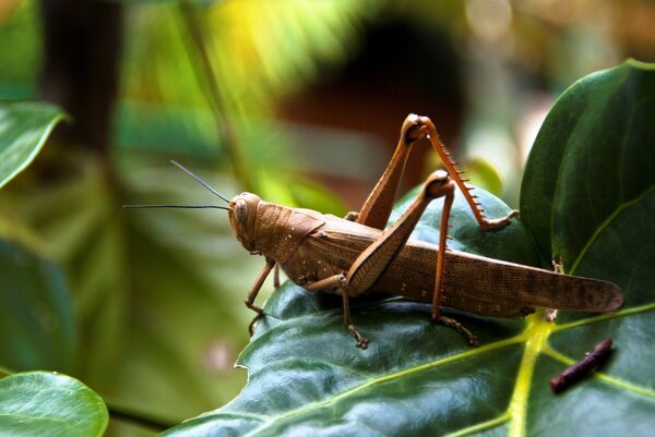 Plague Alert: Swarms of Voracious Locusts Predicted Heading for Middle East - Sputnik International