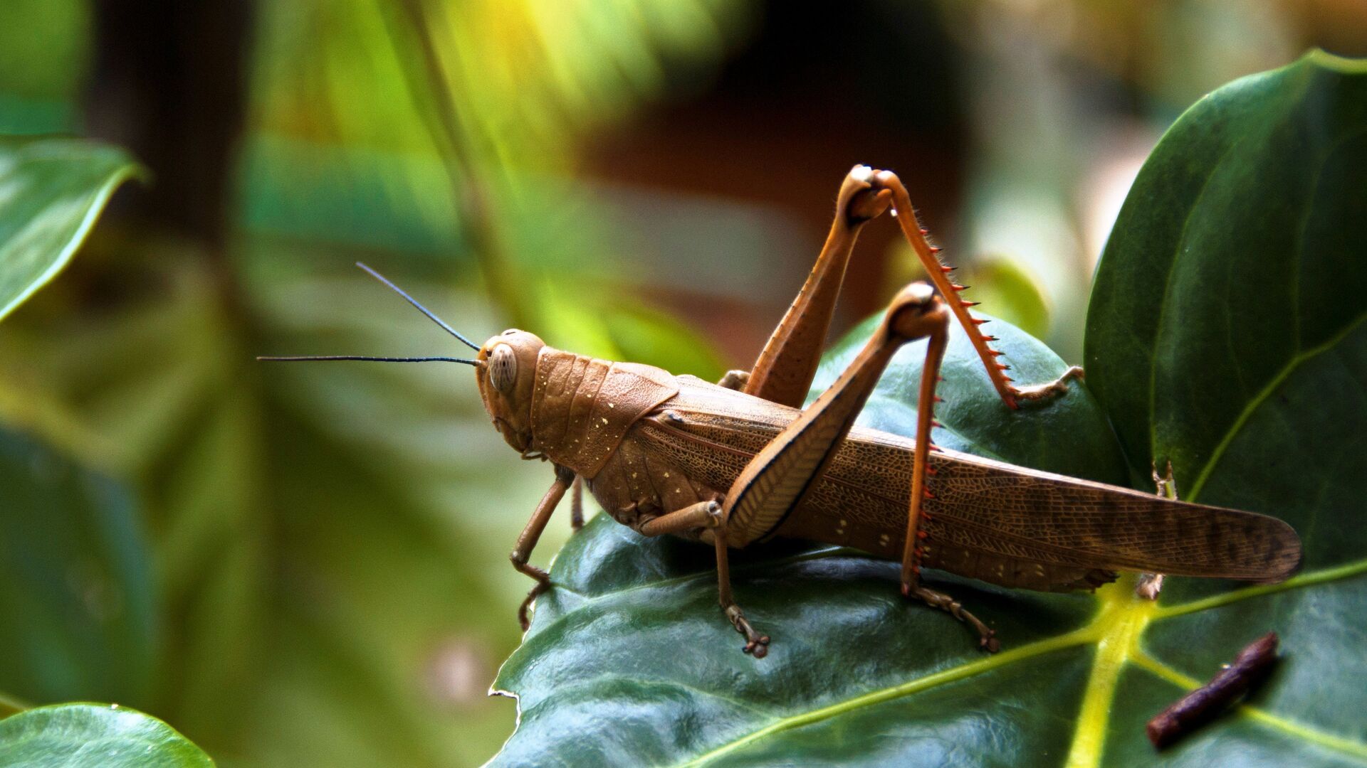 Big Locust at Bay Village Tropical Retreat, Cairns, Australia - Sputnik International, 1920, 10.05.2022