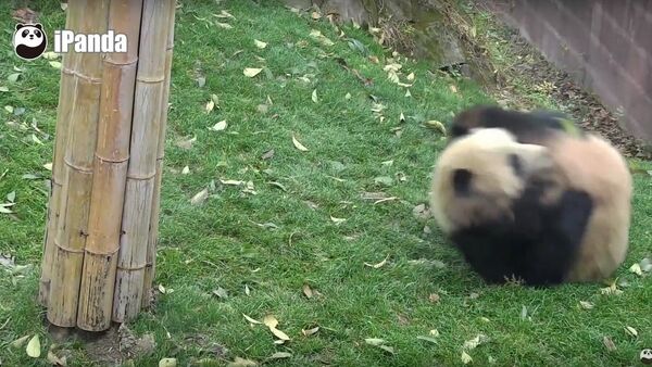 A Cute Panda Show You How To Turn Into A Ball - Sputnik International