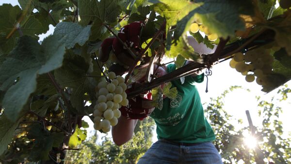 A farmer picks grapes for harvest in the Villa Germaine vineyards of Ariccia, on the outskirts of Rome - Sputnik International