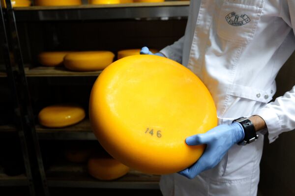 Camembert cheese production in Krasnodar Territory Camembert cheese production in Krasnodar Territory - Sputnik International
