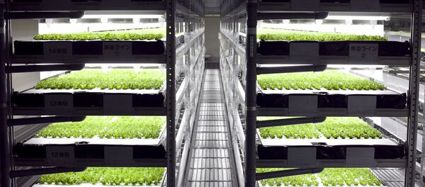 Spread Factory - Sputnik International