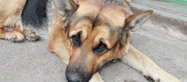 Dog Yan Dog Yan - Sputnik International