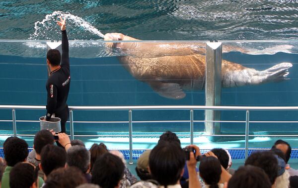 A sea lion performs during a show in the Kish Island resort in the Gulf A sea lion performs during a show in the Kish Island resort in the Gulf - Sputnik International