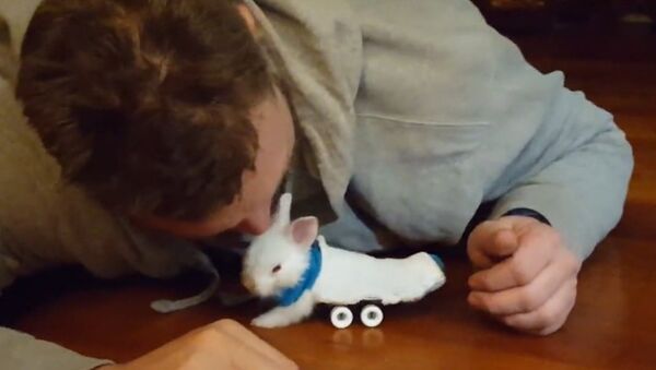 Paralyzed Bunny Uses Miniature Skateboard - Sputnik International