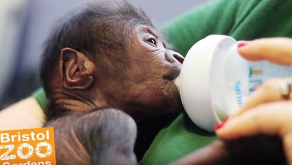 Baby gorilla born at Bristol Zoo Gardens after rare Cesarean section. - Sputnik International