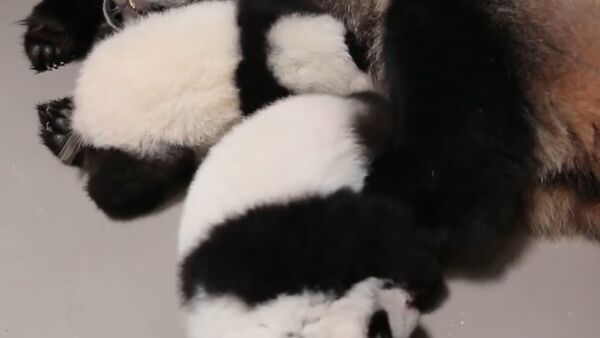 Both Toronto Zoo Giant Panda Cubs With Mom, Er Shun - Sputnik International