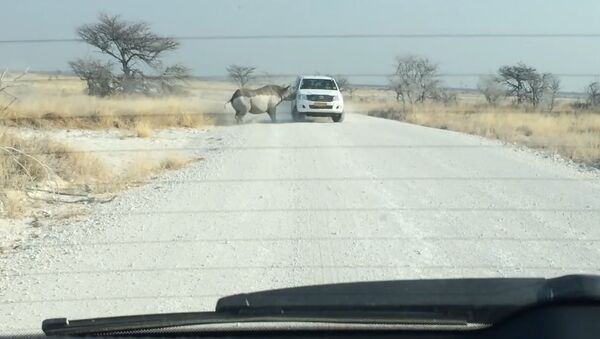 Crazy rhino attacks a car!!! - Sputnik International