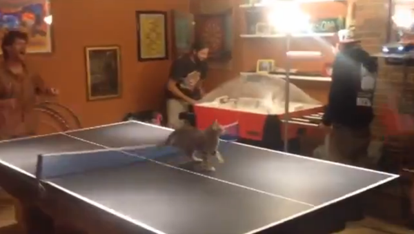 Kitten just can’t stay away from ping pong showdown - Sputnik International