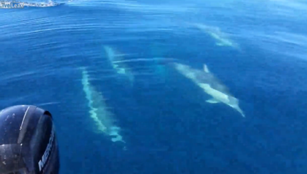 Fishing 15km Off Shore, Something Wonderful Happens - Sputnik International