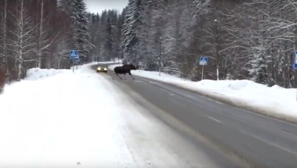 A moose who abides by traffic laws - Sputnik International