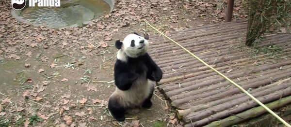 Panda Bear Stands On Its Hind Legs For Snack - Sputnik International