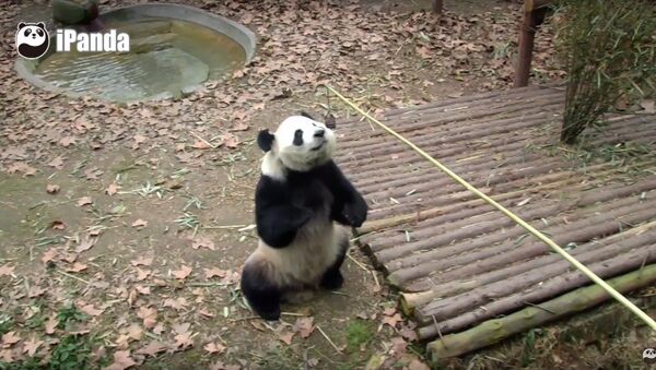 Panda Bear Stands On Its Hind Legs For Snack - Sputnik International