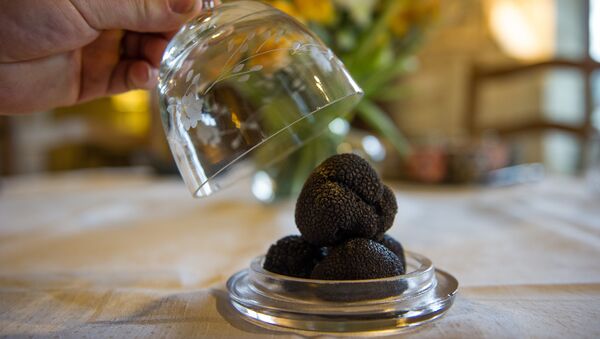 A picture taken on December 11, 2015 shows a close up of black truffles (Tuber Melanosporum) in Chinon - Sputnik International