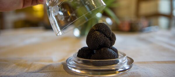 A picture taken on December 11, 2015 shows a close up of black truffles (Tuber Melanosporum) in Chinon - Sputnik International