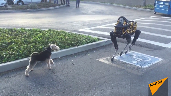 Real Dog Meets Boston Dynamics Robot Dog for First Time - Sputnik International