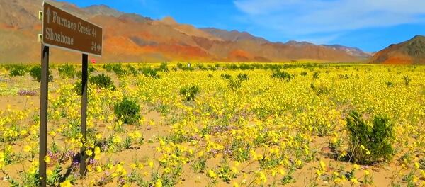 DEATH VALLEY SUPER BLOOM SPRING FLORA 2016 - Sputnik International