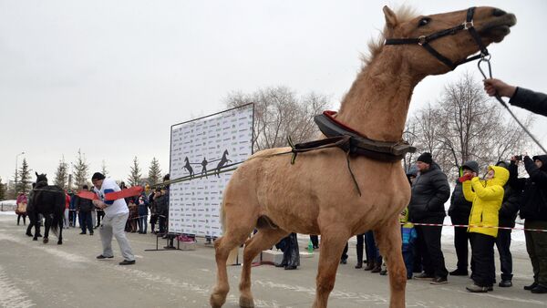 The Chelyabinsk strongman Elbrus Nigmatullin performing a unique stunt of restraining two horses - Sputnik International
