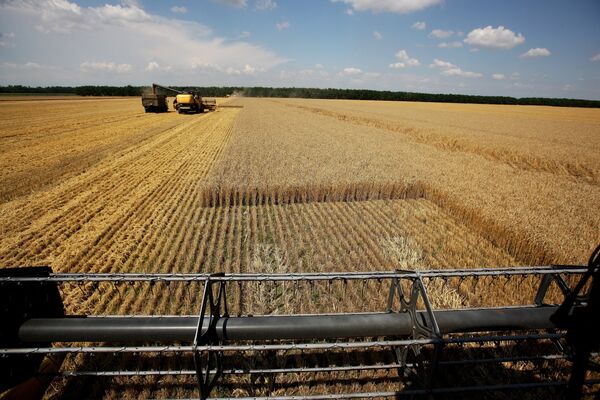 Harvesting wheat at the fields of the Lebyage-Chepiginskoe JSC in Timashevsky District, Krasnodar Territory Harvesting wheat at the fields of the Lebyage-Chepiginskoe JSC in Timashevsky District, Krasnodar Territory - Sputnik International