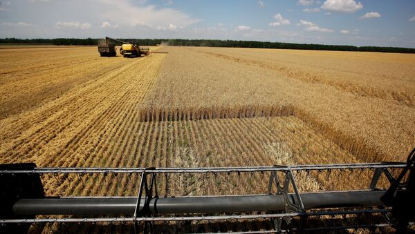 Harvesting wheat at the fields of the Lebyage-Chepiginskoe JSC in Timashevsky District, Krasnodar Territory - Sputnik International