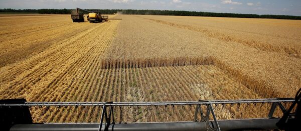 Harvesting wheat at the fields of the Lebyage-Chepiginskoe JSC in Timashevsky District, Krasnodar Territory - Sputnik International