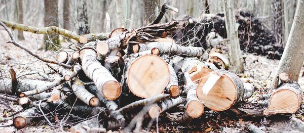 According to the local authorities, the suspect carried out his deeds over the course of eight forays which took place between November and January, and cut down between 100 and 150 trees per session. According to the local authorities, the suspect carried out his deeds over the course of eight forays which took place between November and January, and cut down between 100 and 150 trees per session. - Sputnik International