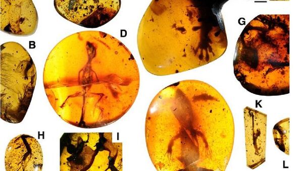 Lizards preserved in mid-Cretaceous Burmese amber - Sputnik International