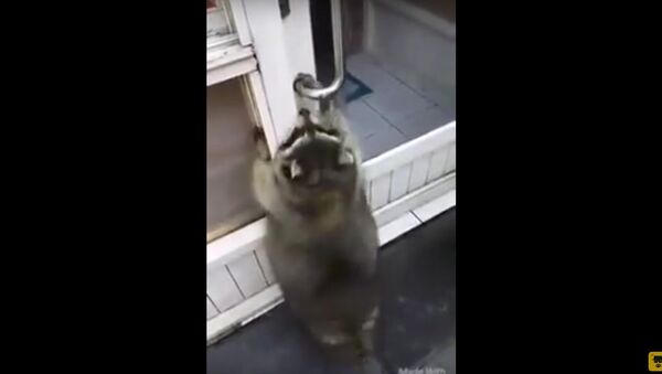 Plump Raccoon Tries to Open a Door - Sputnik International
