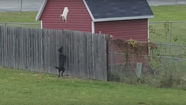 Cat Jumps Over Fence to Get Away from Dog - Sputnik International