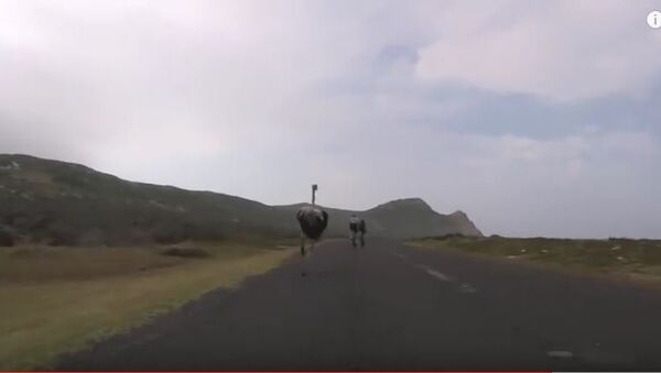 Cyclists chased by an ostrich. The funniest thing you'll see today - Sputnik International