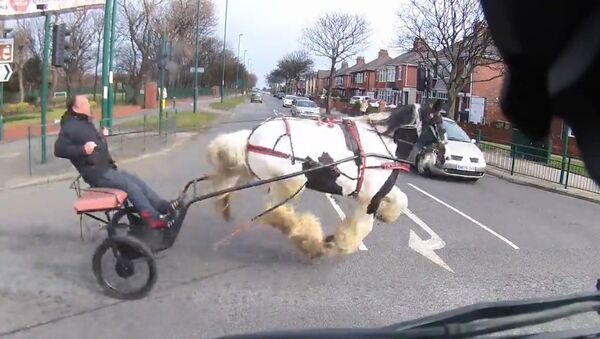 Near miss for this horse and cart crossing junction - Sputnik International