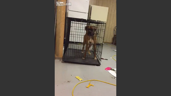 Dog escapes the cage - Sputnik International