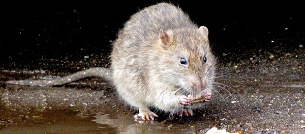 Rat Rat - Sputnik International