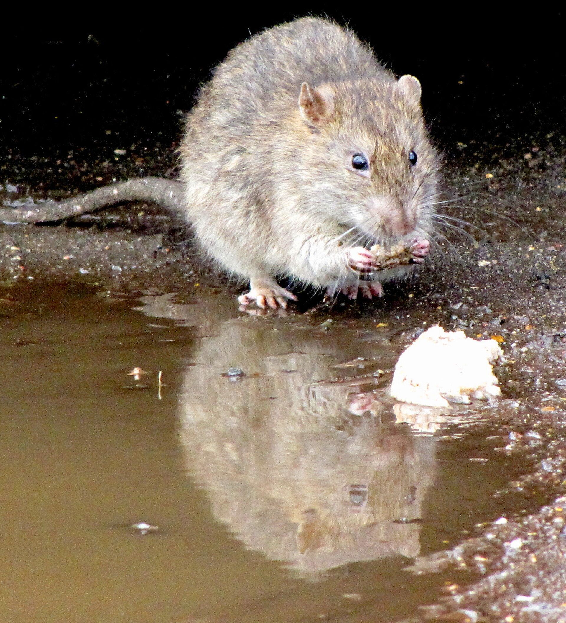 Giant rat found in London: Gas engineer finds rodent 'bigger than small  child', The Independent