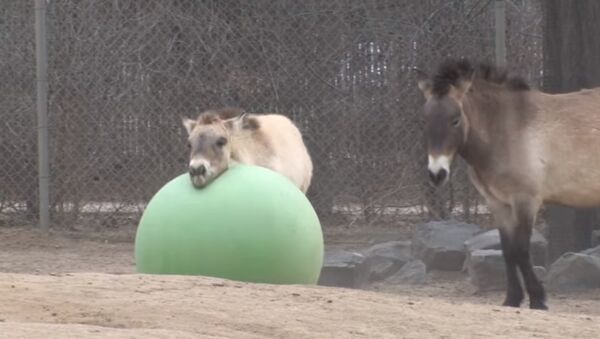 Denver Zoo Przewalski’s horse Batu loves his toy ball - Sputnik International