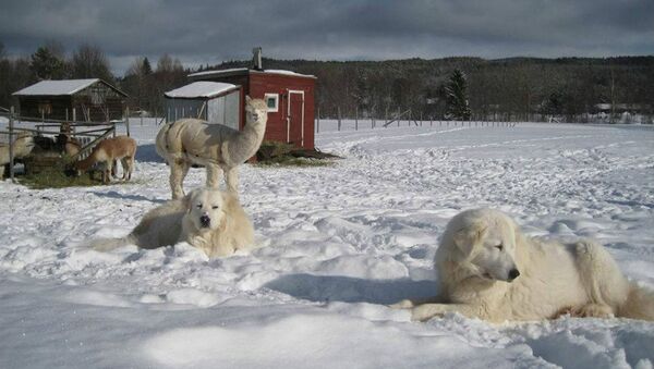 A Maremma Sheepdog named Leo has found a new home at an alpaca ranch. - Sputnik International